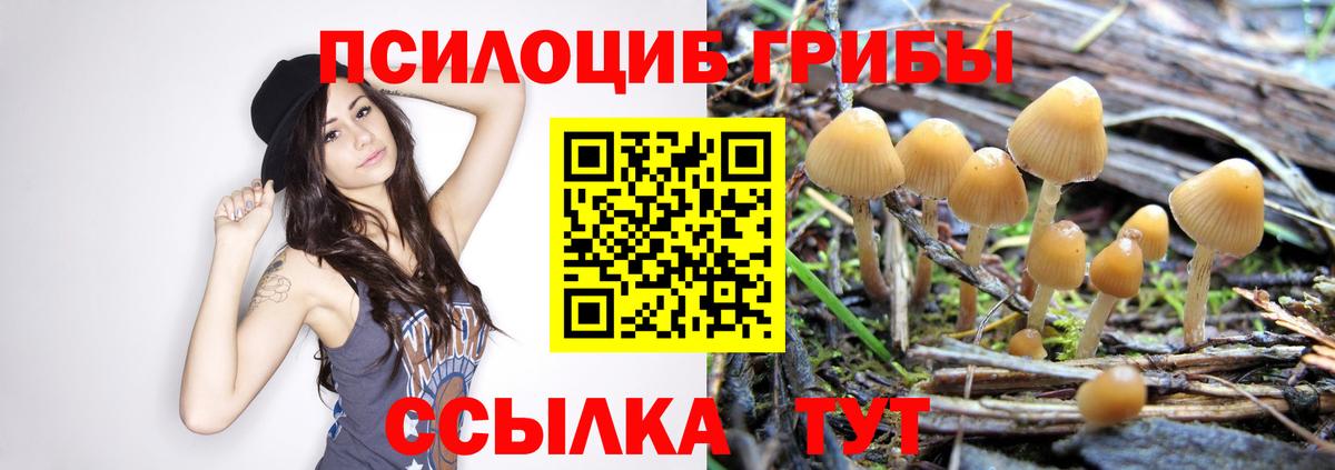 Галлюциногенные грибы прущие грибы  цена   Вход с VPN  Сунжа  Псилоцибиновые грибы Psilocybe 